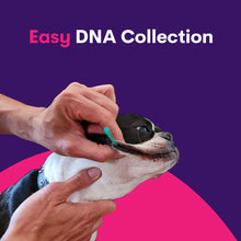 Carregar imagem no visualizador da galeria, Geno Pet Dog Breed Identification DNA test
